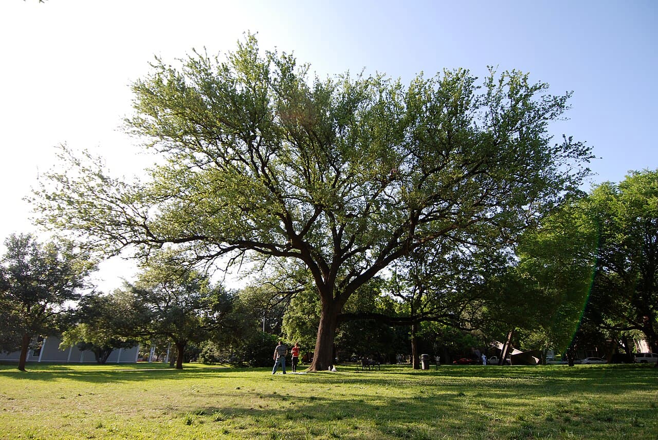 The Menil Collection, where John Akomfrah: The Hour of the Dog is on view